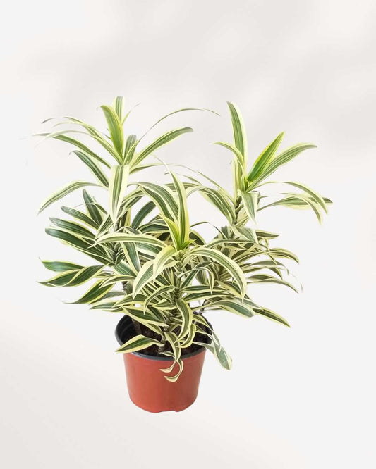 Dracaena Reflexa 'Song of India' Indoor Plant Mygreenscape | Buy Plants Online