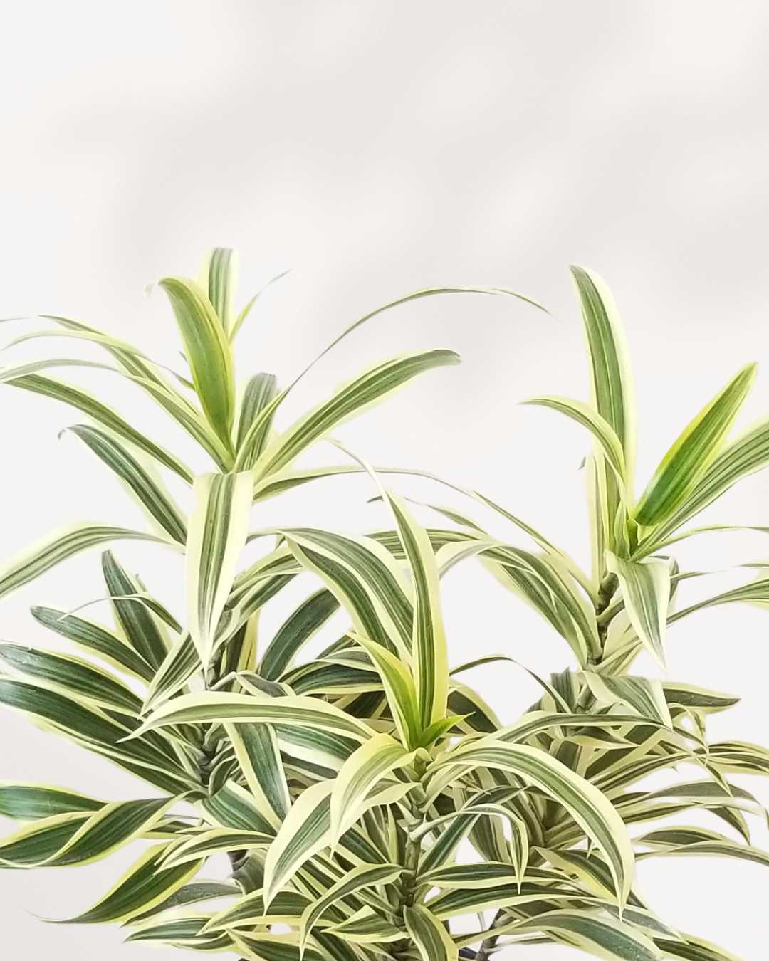 Dracaena Reflexa 'Song of India' Indoor Plant Mygreenscape | Buy Plants Online