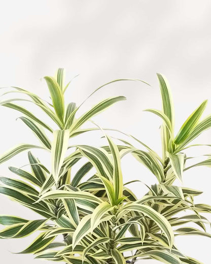 Dracaena Reflexa 'Song of India' Indoor Plant Mygreenscape | Buy Plants Online