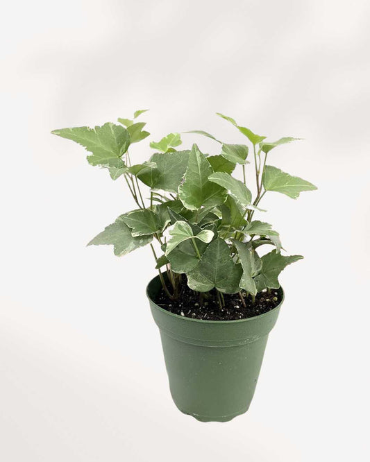 English Ivy Variegated Mygreenscape | Buy Plants Online