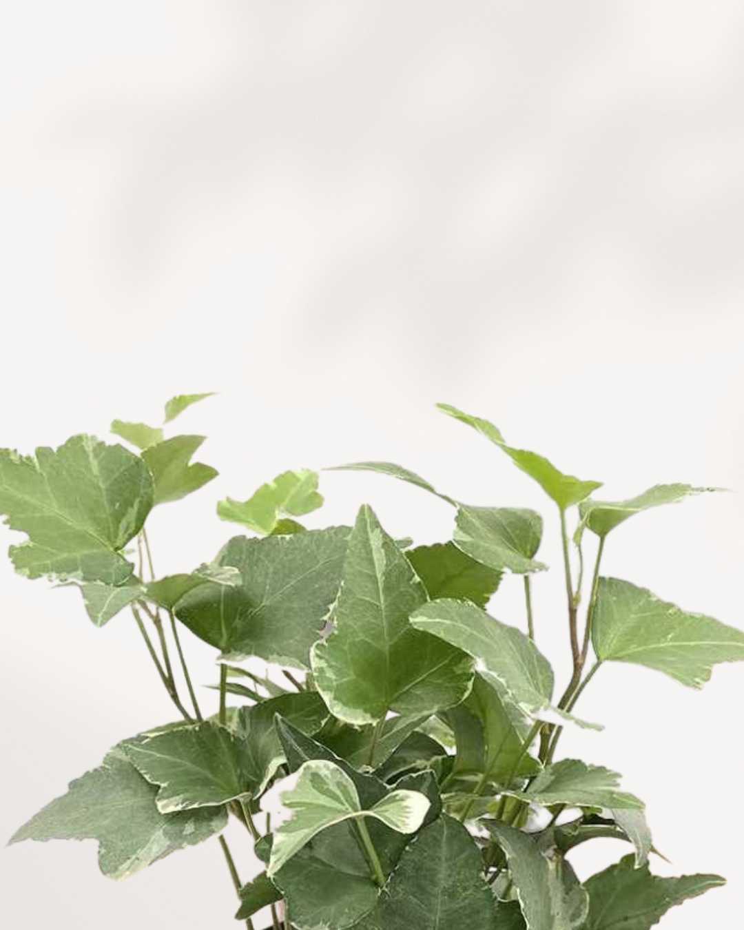 English Ivy Variegated Mygreenscape | Buy Plants Online