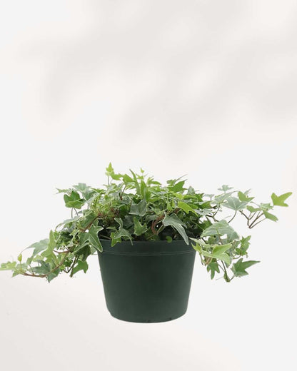 English Ivy Variegated Mygreenscape | Buy Plants Online