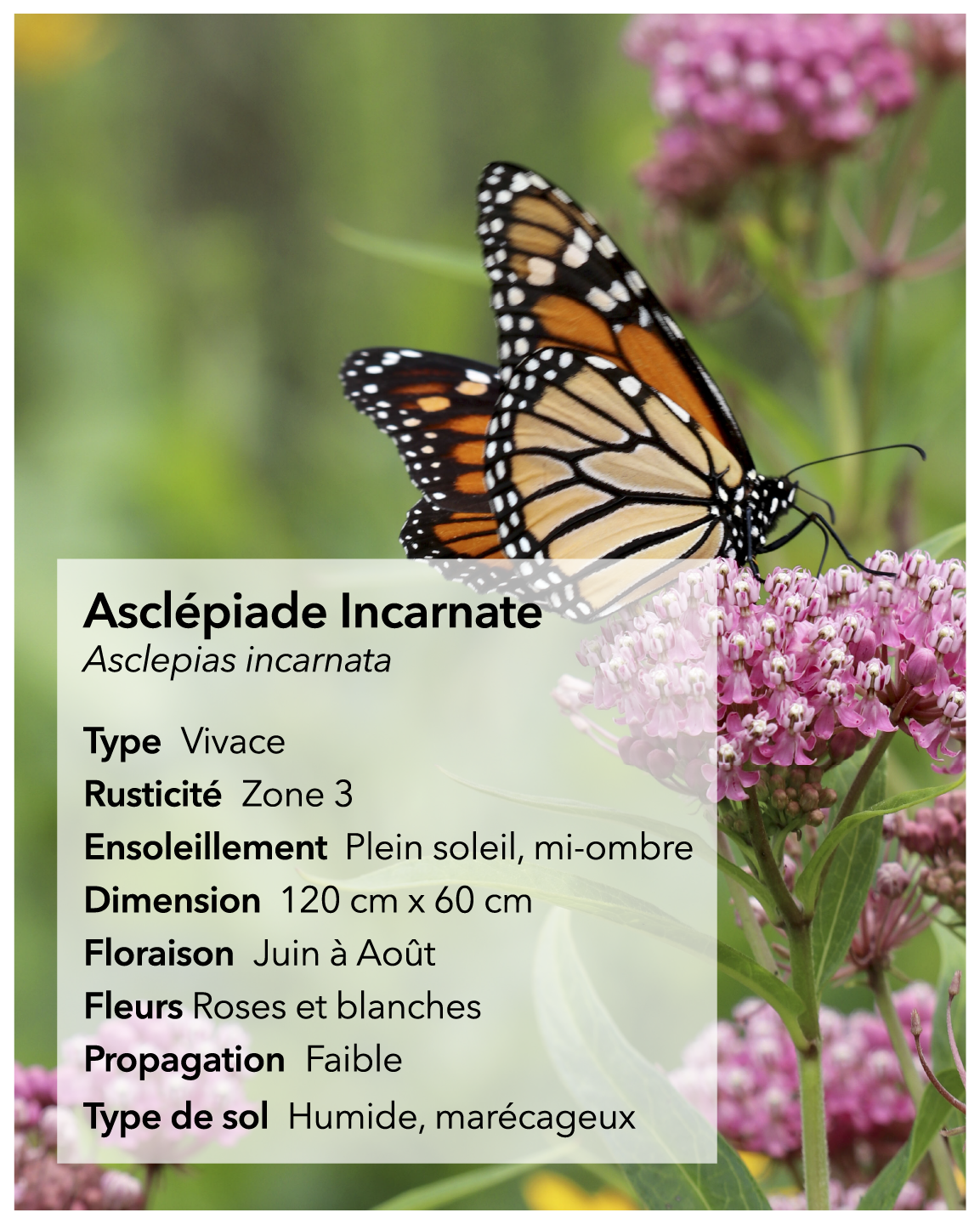 Graines d'asclépiade Lasclay