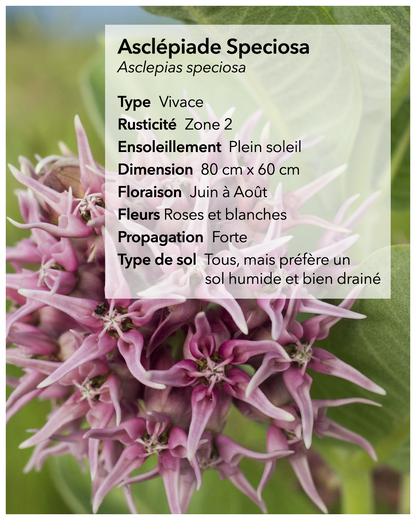 Graines d'asclépiade Lasclay
