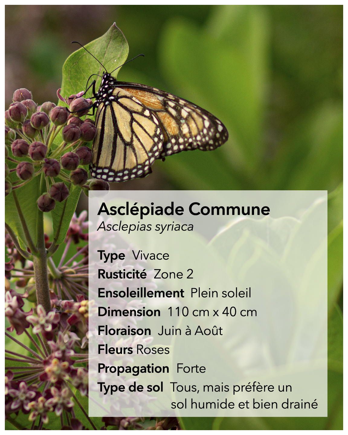 Graines d'asclépiade Lasclay