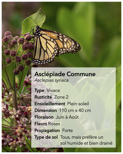 Graines d'asclépiade Lasclay