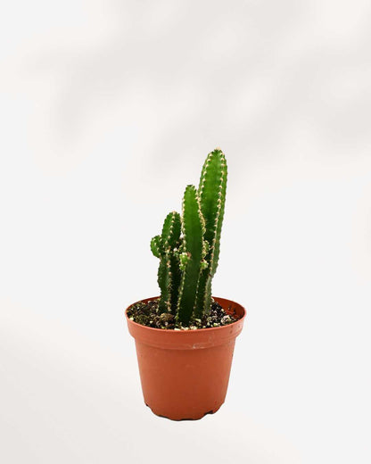 Fairy Castle Cactus Mygreenscape | Buy Plants Online
