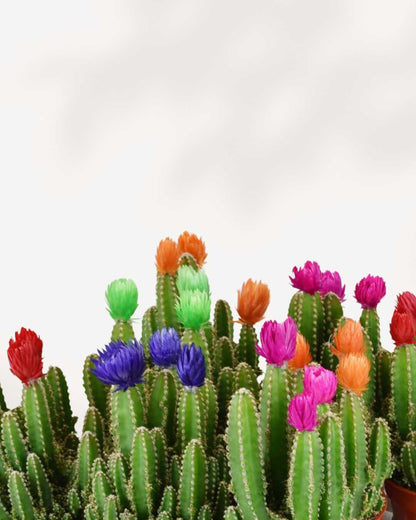 Fairy Castle Cactus Mygreenscape | Buy Plants Online