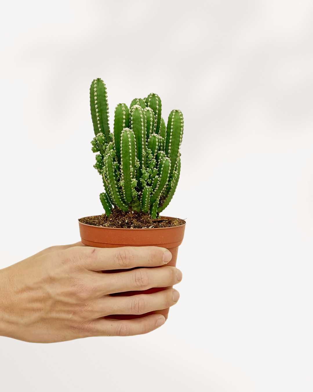 Fairy Castle Cactus Mygreenscape | Buy Plants Online
