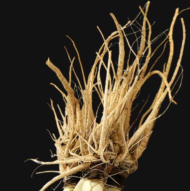 Bronze Fennel Rootstock Metchosin Farm