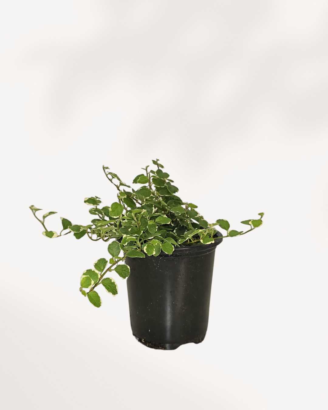 Ficus Repens Mygreenscape | Buy Plants Online