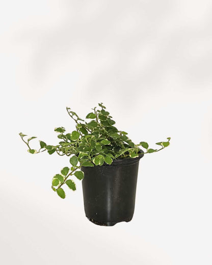 Ficus Repens Mygreenscape | Buy Plants Online