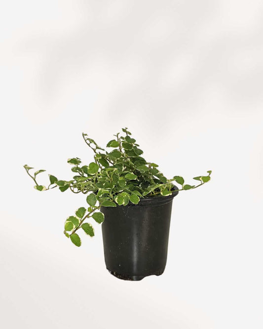 Ficus Repens Mygreenscape | Buy Plants Online