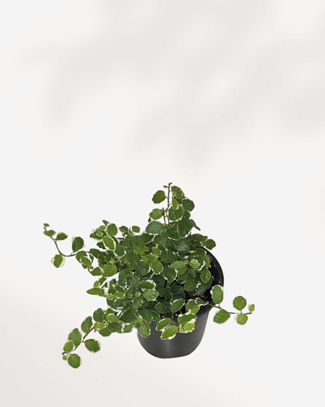 Ficus Repens Mygreenscape | Buy Plants Online
