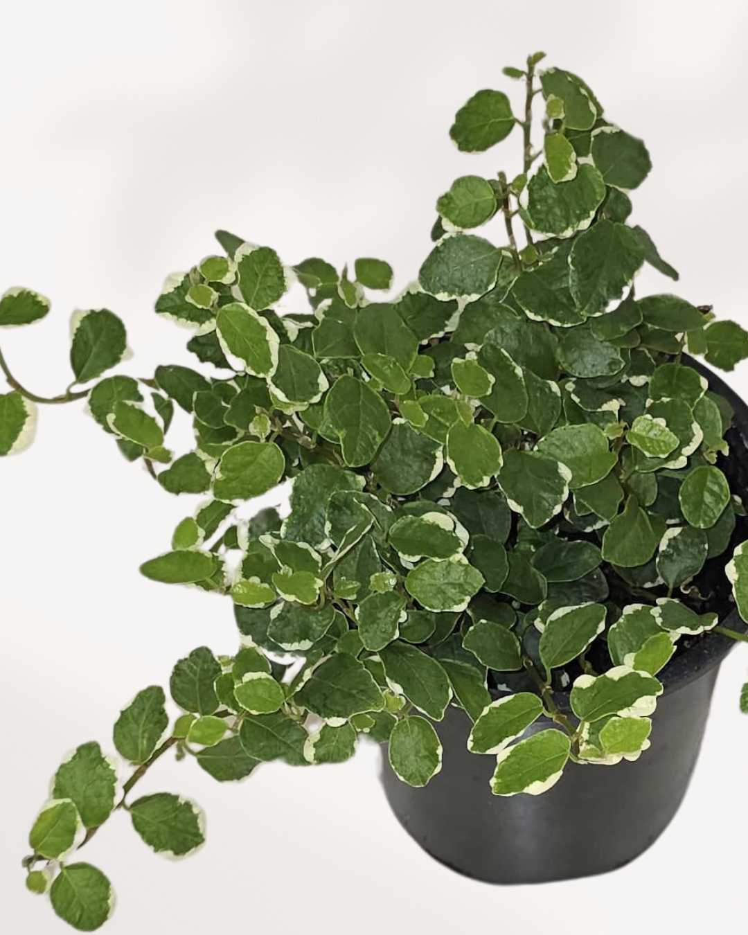 Ficus Repens Mygreenscape | Buy Plants Online