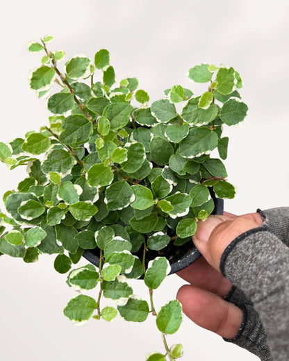 Ficus Repens Mygreenscape | Buy Plants Online
