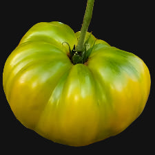 Cherokee Giant Green Tomato Metchosin Farm