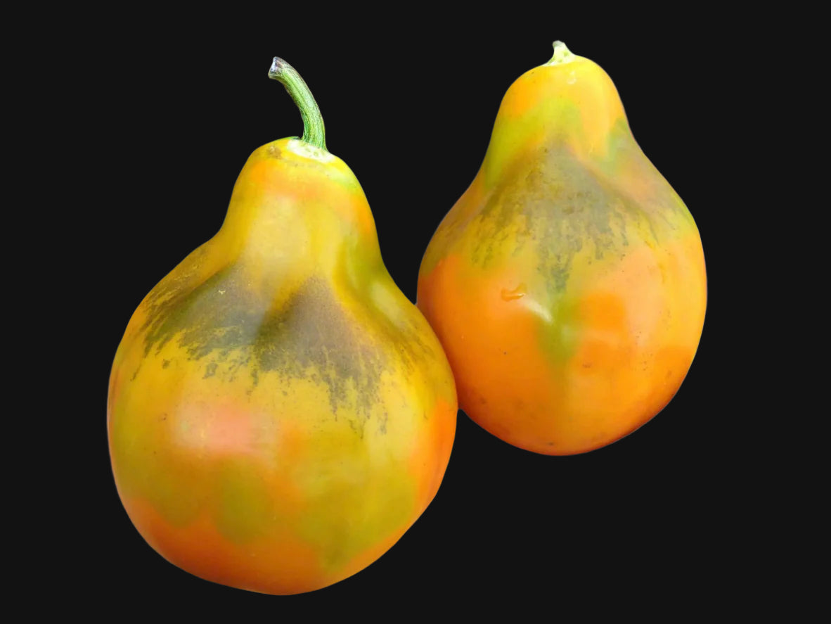 Giant Orange Pear Tomato Metchosin Farm