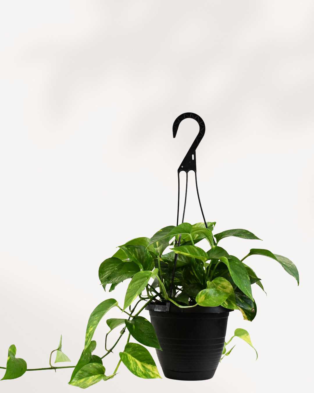 Pothos Golden - Epipremnum Aureum Golden Mygreenscape | Buy Plants Online