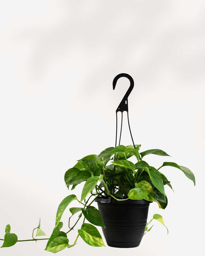 Pothos Golden - Epipremnum Aureum Golden Mygreenscape | Buy Plants Online