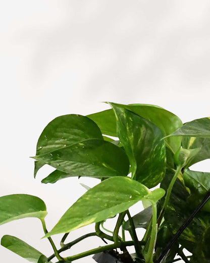Pothos Golden - Epipremnum Aureum Golden Mygreenscape | Buy Plants Online