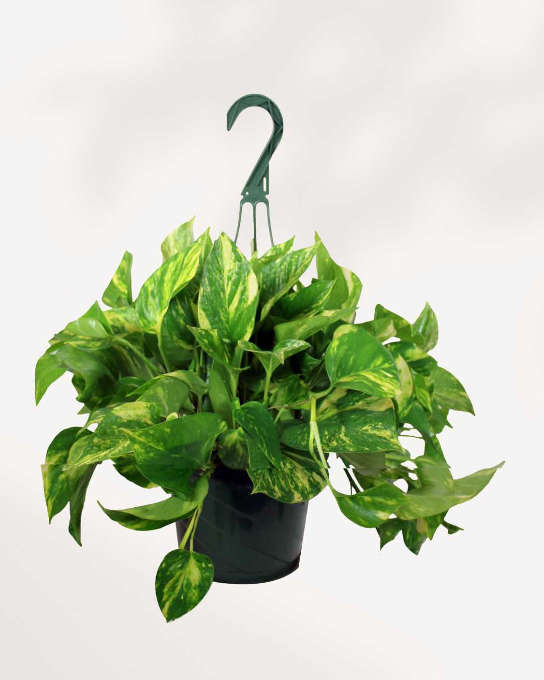 Pothos Golden - Epipremnum Aureum Golden Mygreenscape | Buy Plants Online