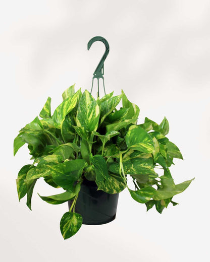 Pothos Golden - Epipremnum Aureum Golden Mygreenscape | Buy Plants Online