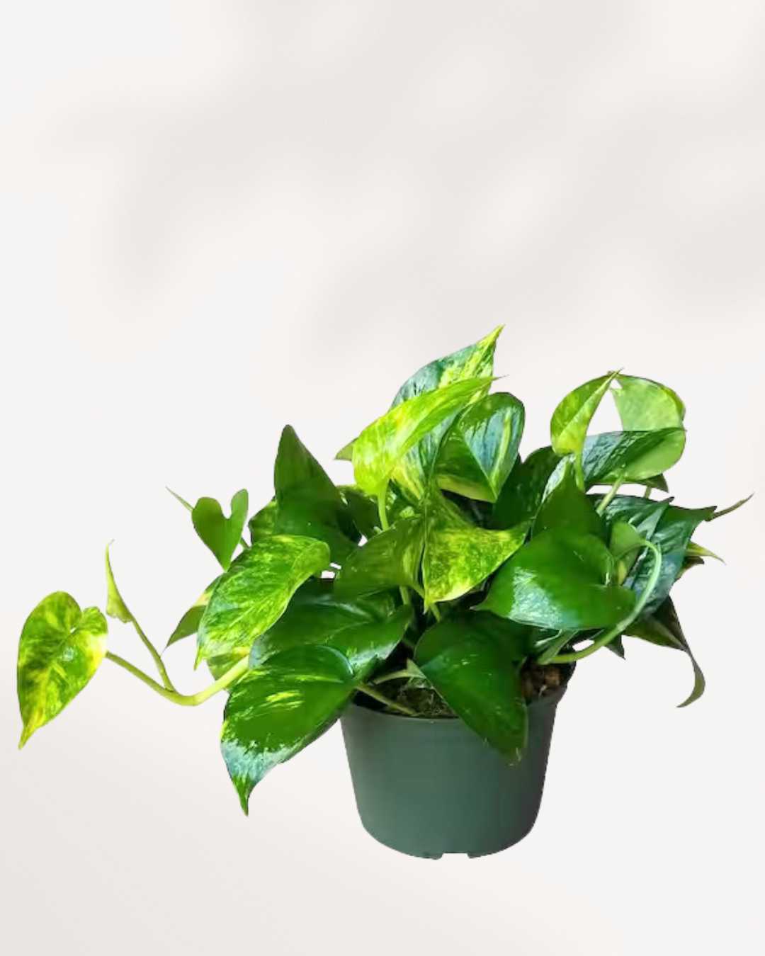 Pothos Golden - Epipremnum Aureum Golden Mygreenscape | Buy Plants Online
