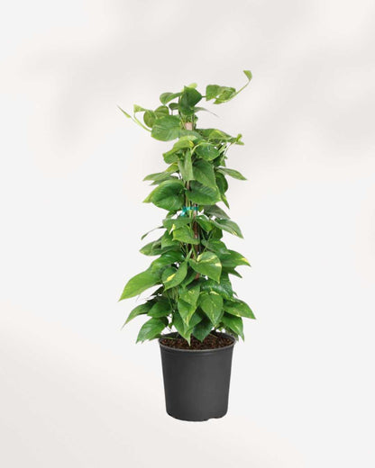 Pothos Golden - Epipremnum Aureum Golden Mygreenscape | Buy Plants Online