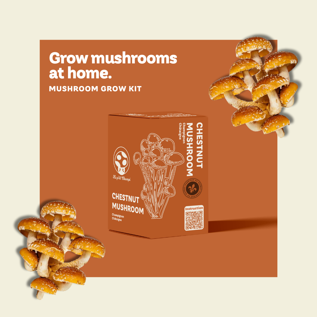 Chestnut Mushroom Kit Le Petit Champi