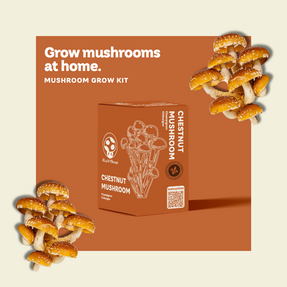 Chestnut Mushroom Kit Le Petit Champi