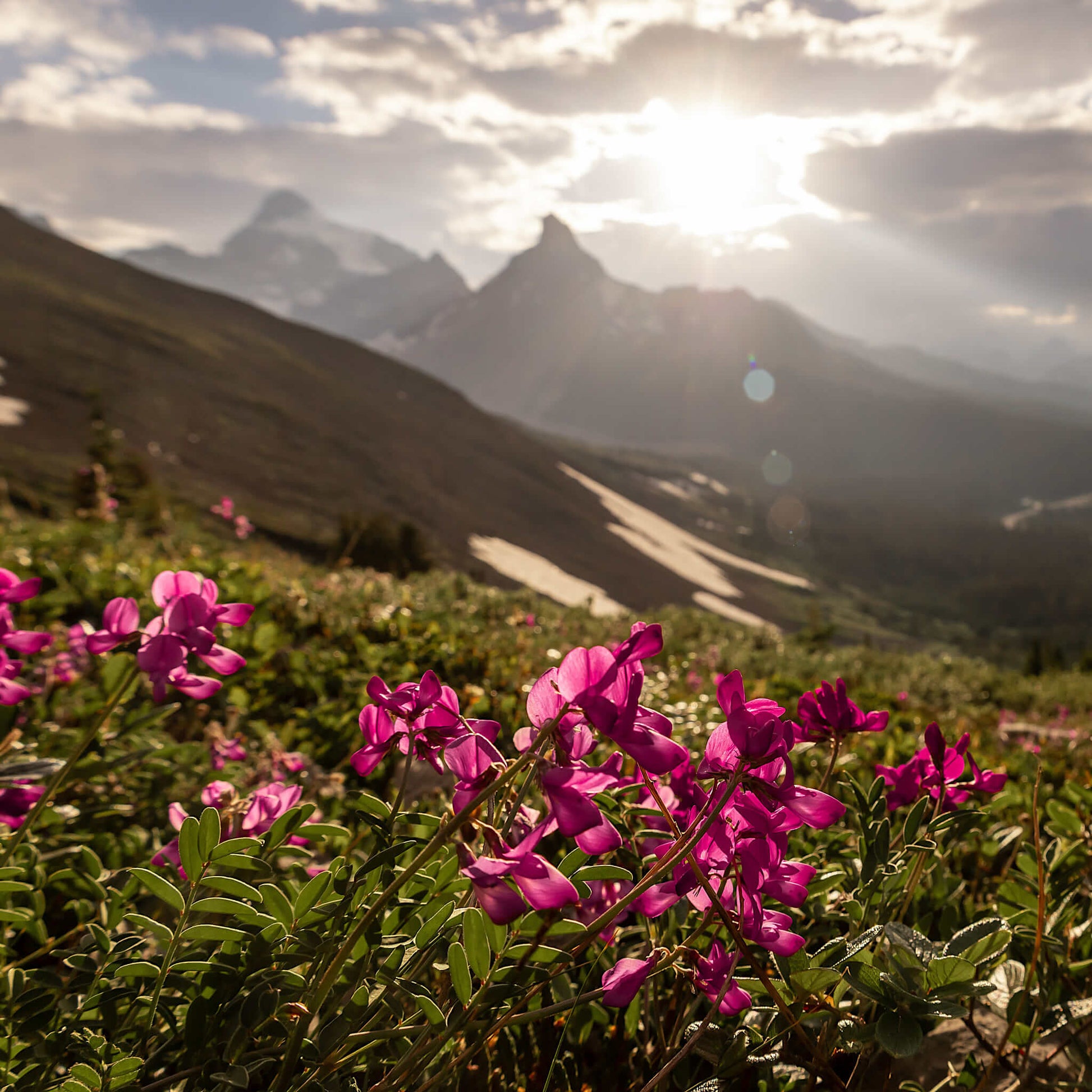 Semences - Sainfoin Boréal Akène, culture forestière
