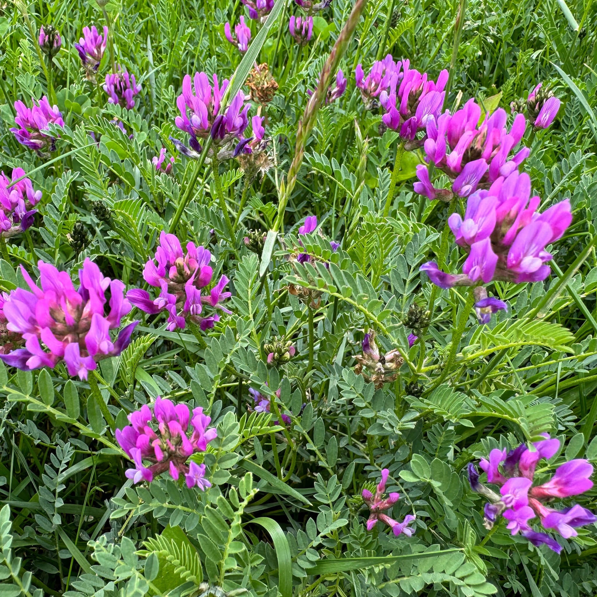 Semences - Sainfoin Boréal Akène, culture forestière