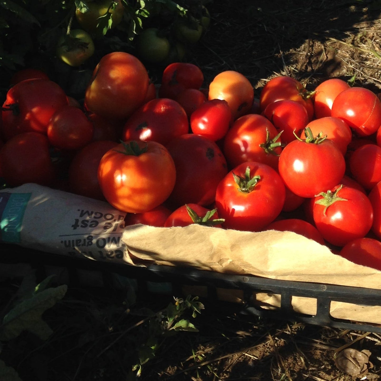 Best of All Tomato Metchosin Farm