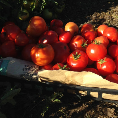 Best of All Tomato Metchosin Farm
