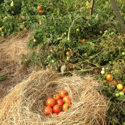 Best of All Tomato Metchosin Farm