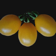 Ildi Tomato Metchosin Farm
