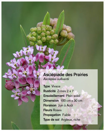 Semences / Graines d'asclépiade Lasclay