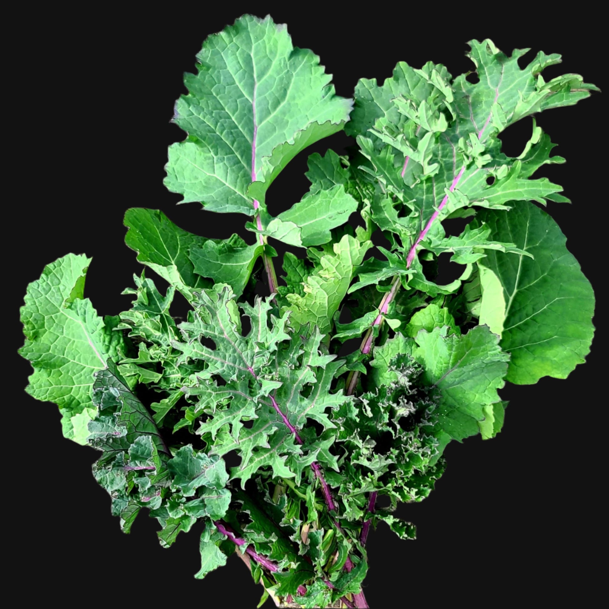 Kale Mix Metchosin Farm