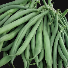 King of the Early Bush Bean Metchosin Farm