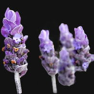 Lavender Metchosin Farm