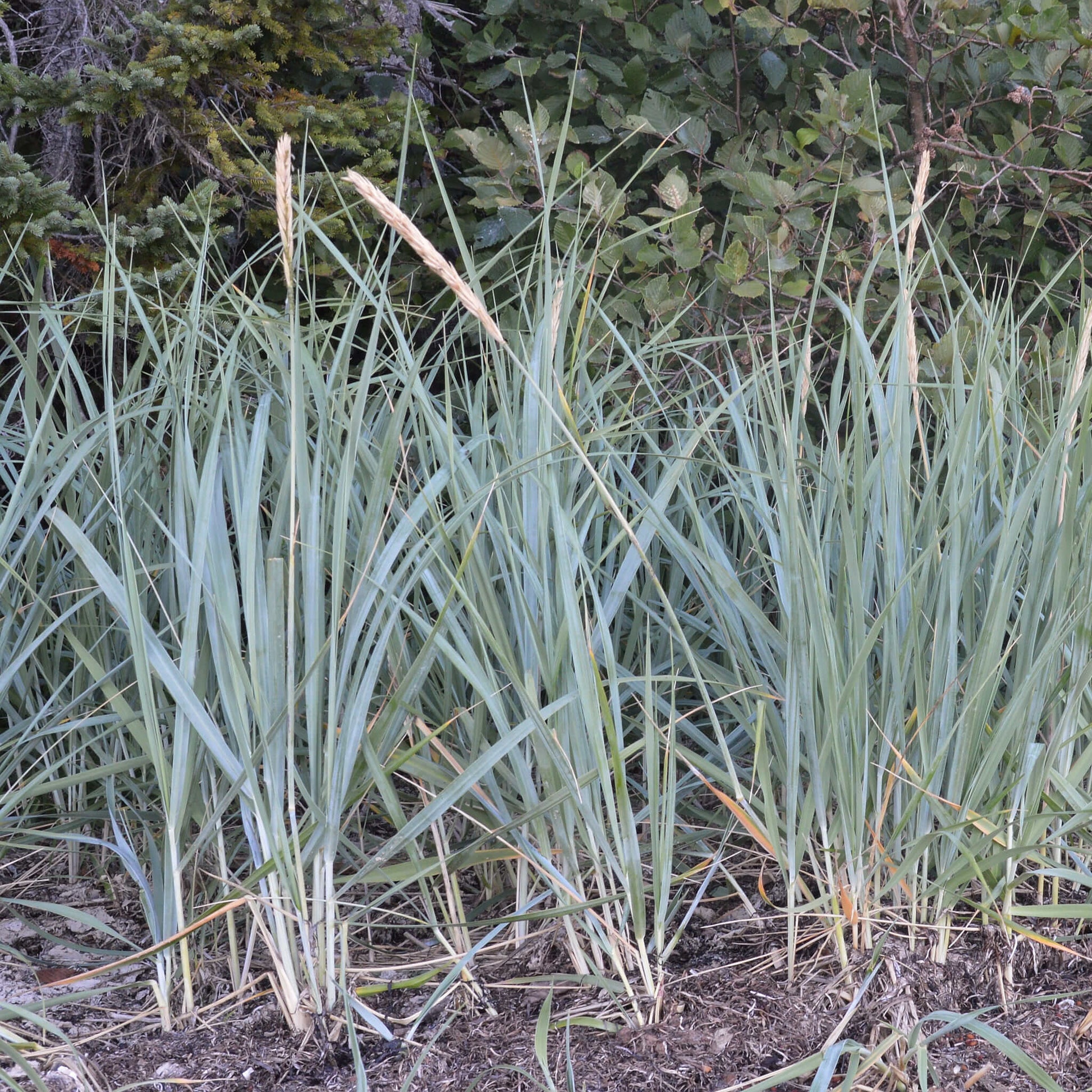 Semences - Élyme des sables d'Amérique Akène, culture forestière