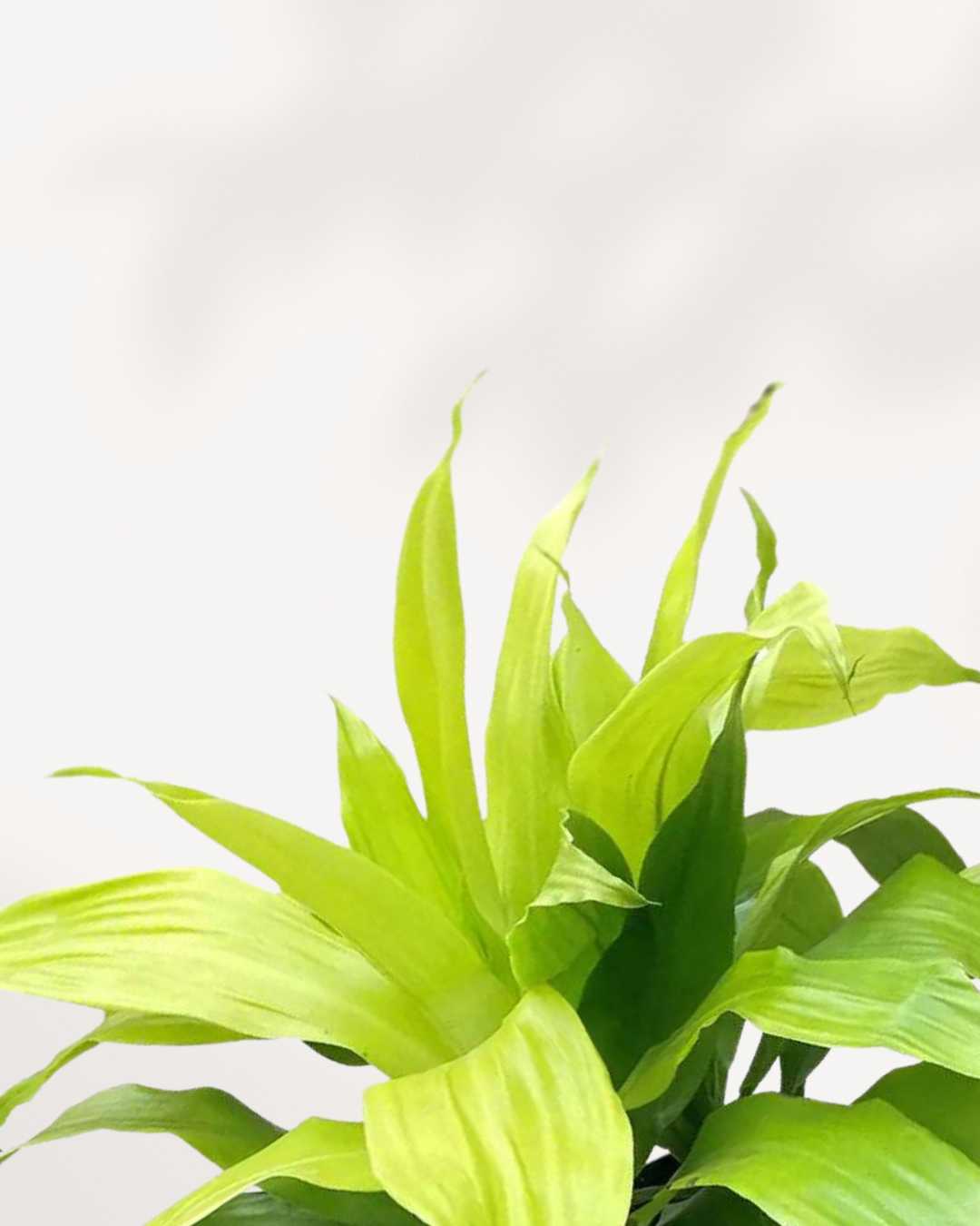 Dracaena Limelight Mygreenscape | Buy Plants Online