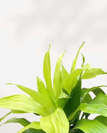 Dracaena Limelight Mygreenscape | Buy Plants Online