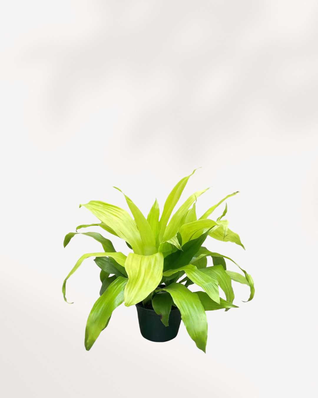 Dracaena Limelight Mygreenscape | Buy Plants Online