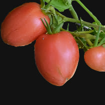 Maida's Kootenai Giant Tomato Metchosin Farm