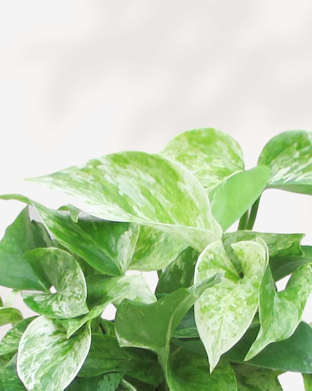 Marble Queen Pothos - Epipremnum Aureum Marble Queen Mygreenscape | Buy Plants Online