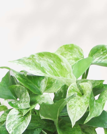 Marble Queen Pothos - Epipremnum Aureum Marble Queen Mygreenscape | Buy Plants Online