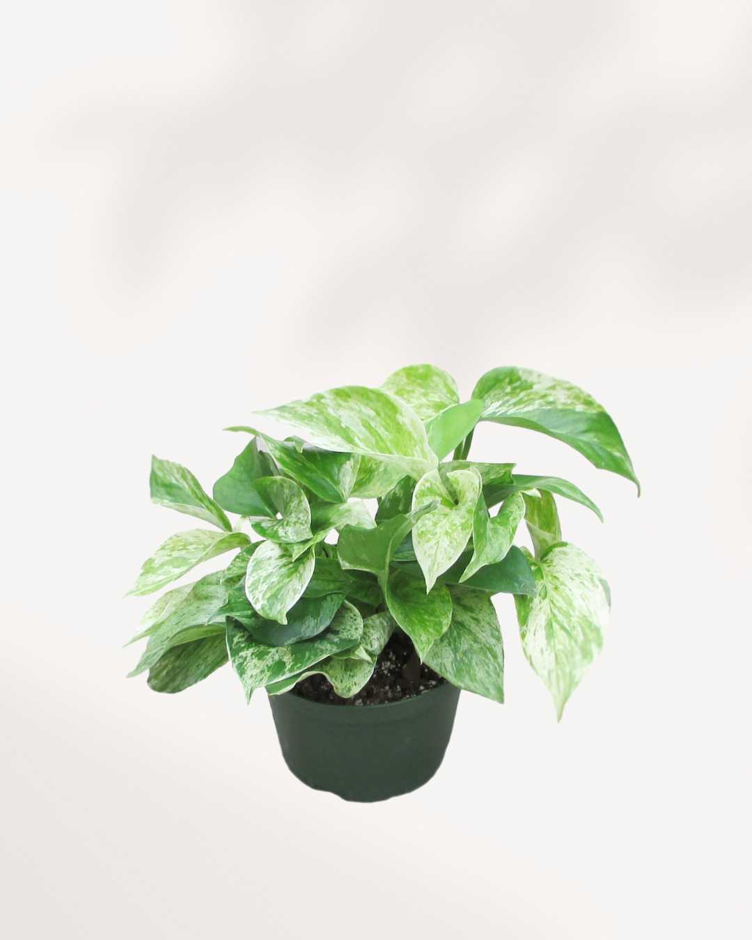 Marble Queen Pothos - Epipremnum Aureum Marble Queen Mygreenscape | Buy Plants Online