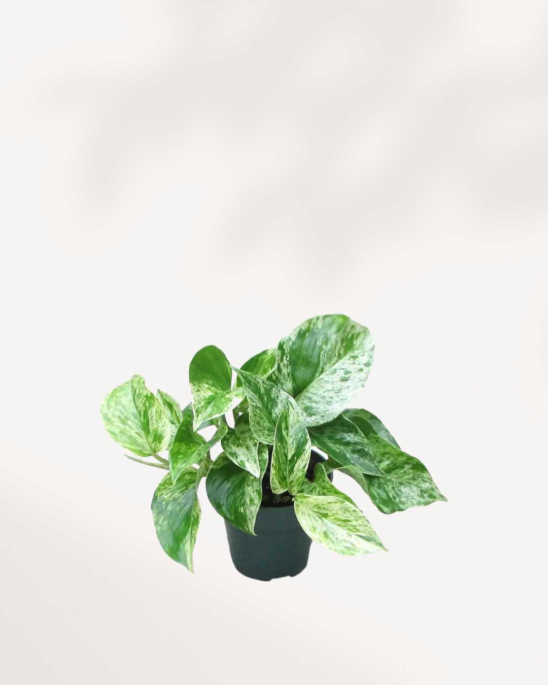 Marble Queen Pothos - Epipremnum Aureum Marble Queen Mygreenscape | Buy Plants Online